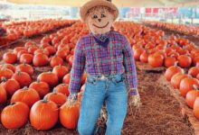 Hunsader Farms Pumpkin Festival, Bradenton pumpkin festival, Florida fall festivals, pumpkin patch Bradenton, Sarasota family events, Bradenton family fun, Florida corn maze, Hunsader Farms Bradenton FL, fall festival Florida 2025, family activities Bradenton
