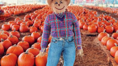Hunsader Farms Pumpkin Festival, Bradenton pumpkin festival, Florida fall festivals, pumpkin patch Bradenton, Sarasota family events, Bradenton family fun, Florida corn maze, Hunsader Farms Bradenton FL, fall festival Florida 2025, family activities Bradenton