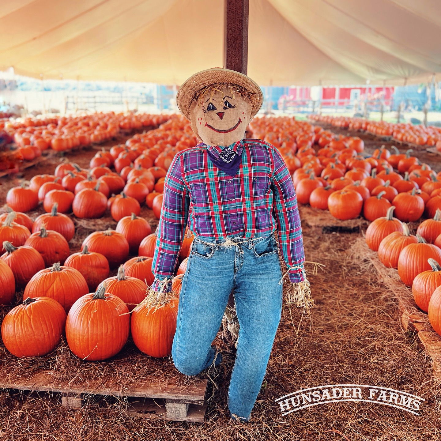 Hunsader Farms Pumpkin Festival, Bradenton pumpkin festival, Florida fall festivals, pumpkin patch Bradenton, Sarasota family events, Bradenton family fun, Florida corn maze, Hunsader Farms Bradenton FL, fall festival Florida 2025, family activities Bradenton