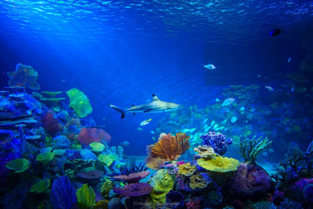 Mote SEA, Mote Science Education Aquarium, Mote Aquarium Sarasota, new Mote Aquarium UTC, Sarasota aquarium, Nathan Benderson Park aquarium, Mote Marine Laboratory, Mote Marine new aquarium, Florida aquariums, Sarasota family attractions, things to do in Sarasota, University Town Center aquarium, marine life exhibits Sarasota, shark tank Mote, octopus exhibit Sarasota, Mote Aquarium tickets, Mote Aquarium grand opening 2025, Mote SEA reviews, Sarasota tourism, Mote Aquarium photos