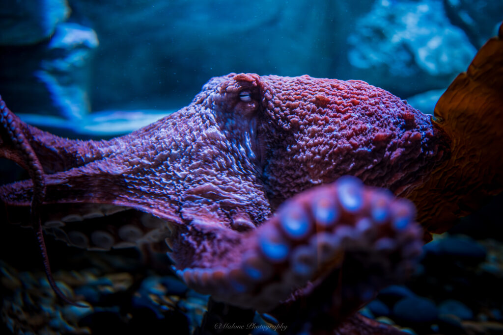 Mote SEA, Mote Science Education Aquarium, Mote Aquarium Sarasota, new Mote Aquarium UTC, Sarasota aquarium, Nathan Benderson Park aquarium, Mote Marine Laboratory, Mote Marine new aquarium, Florida aquariums, Sarasota family attractions, things to do in Sarasota, University Town Center aquarium, marine life exhibits Sarasota, shark tank Mote, octopus exhibit Sarasota, Mote Aquarium tickets, Mote Aquarium grand opening 2025, Mote SEA reviews, Sarasota tourism, Mote Aquarium photos
