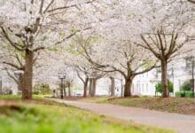 Macon Cherry Blossom Festival, International Cherry Blossom Festival Macon, Macon GA spring events, cherry blossoms Georgia, things to do in Macon GA, Macon festivals 2026, Georgia cherry blossom events, Carolyn Crayton Park festival, Macon tourism events, spring festivals in Georgia
