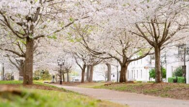 Macon Cherry Blossom Festival, International Cherry Blossom Festival Macon, Macon GA spring events, cherry blossoms Georgia, things to do in Macon GA, Macon festivals 2026, Georgia cherry blossom events, Carolyn Crayton Park festival, Macon tourism events, spring festivals in Georgia