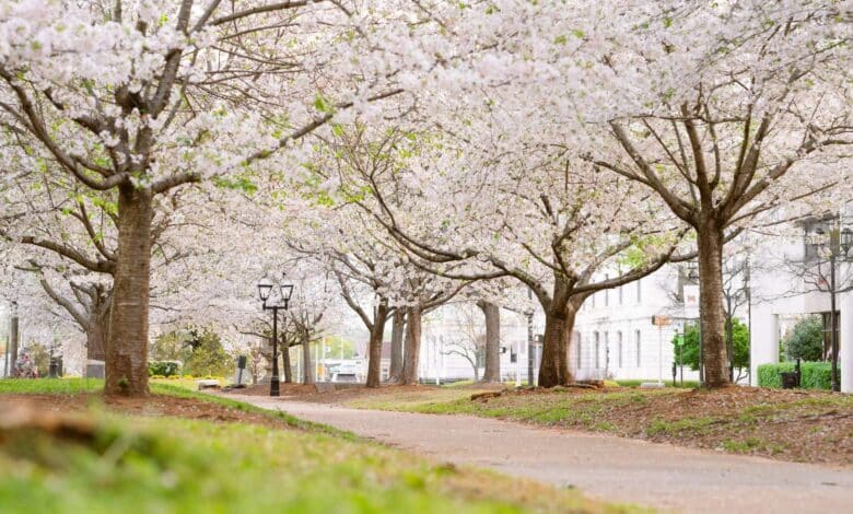 Macon Cherry Blossom Festival, International Cherry Blossom Festival Macon, Macon GA spring events, cherry blossoms Georgia, things to do in Macon GA, Macon festivals 2026, Georgia cherry blossom events, Carolyn Crayton Park festival, Macon tourism events, spring festivals in Georgia