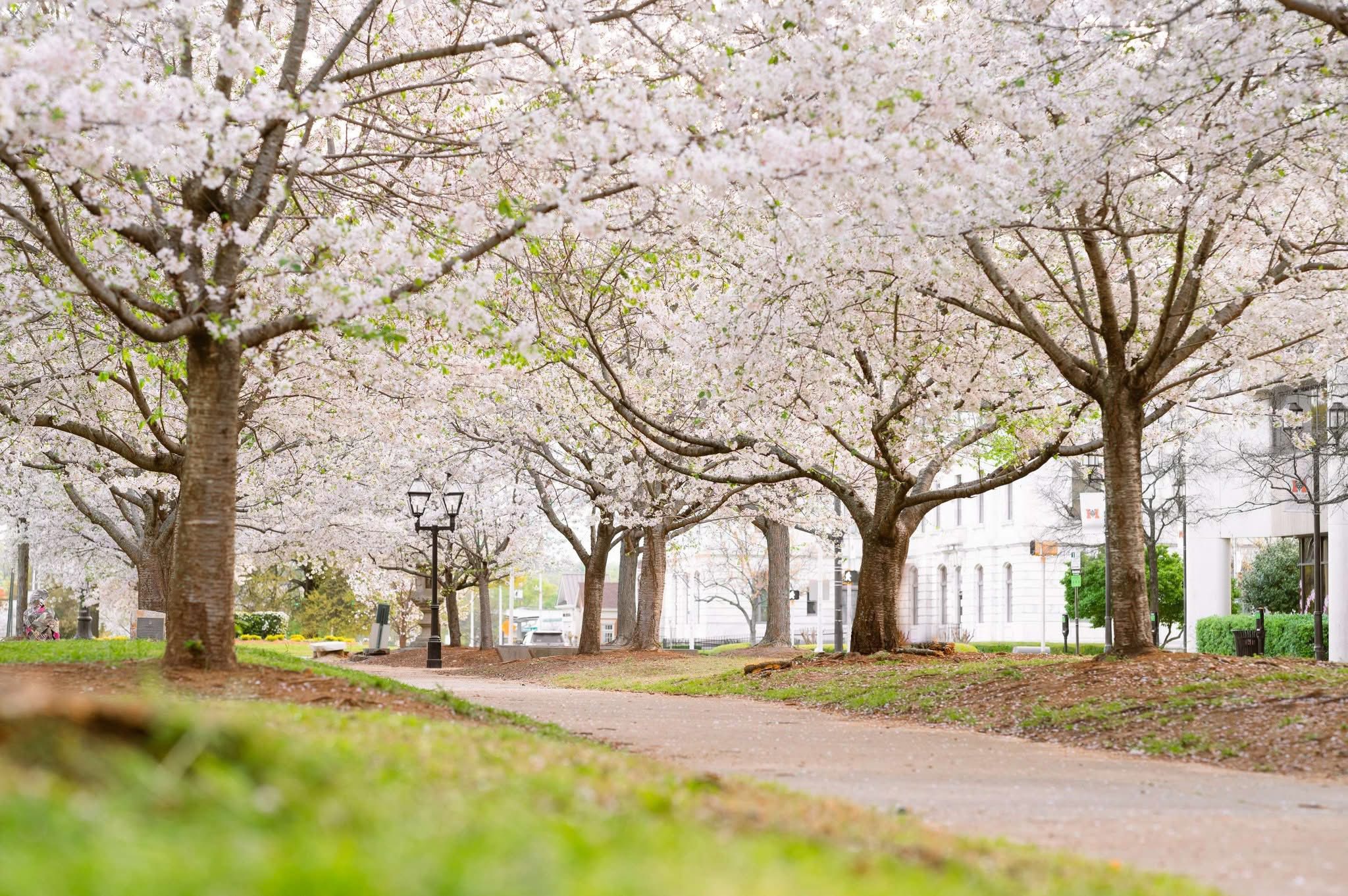 Macon Cherry Blossom Festival, International Cherry Blossom Festival Macon, Macon GA spring events, cherry blossoms Georgia, things to do in Macon GA, Macon festivals 2026, Georgia cherry blossom events, Carolyn Crayton Park festival, Macon tourism events, spring festivals in Georgia